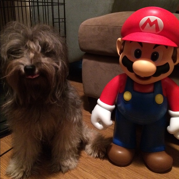 Meet your Posher, Demetrius - Picture 5 of 11